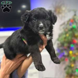 Wakanda, Border Collie Mix Puppy
